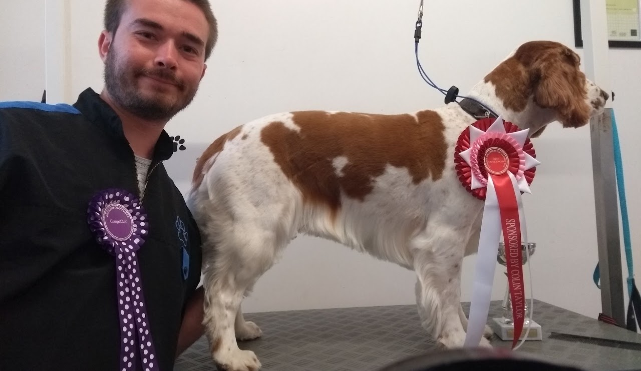 Cavalier King Charles Spaniel groomed for competition