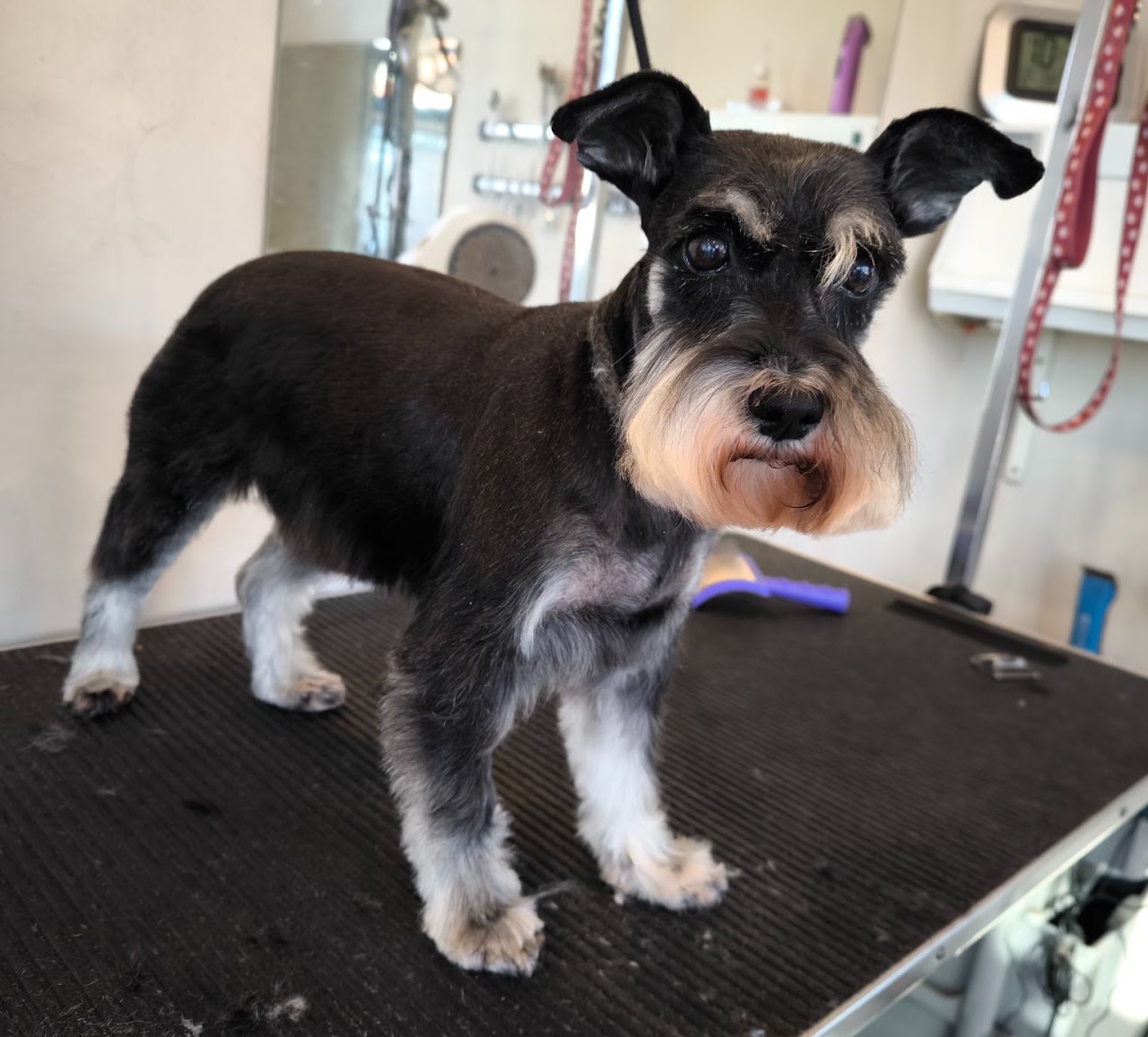 Schnauzer after a groom