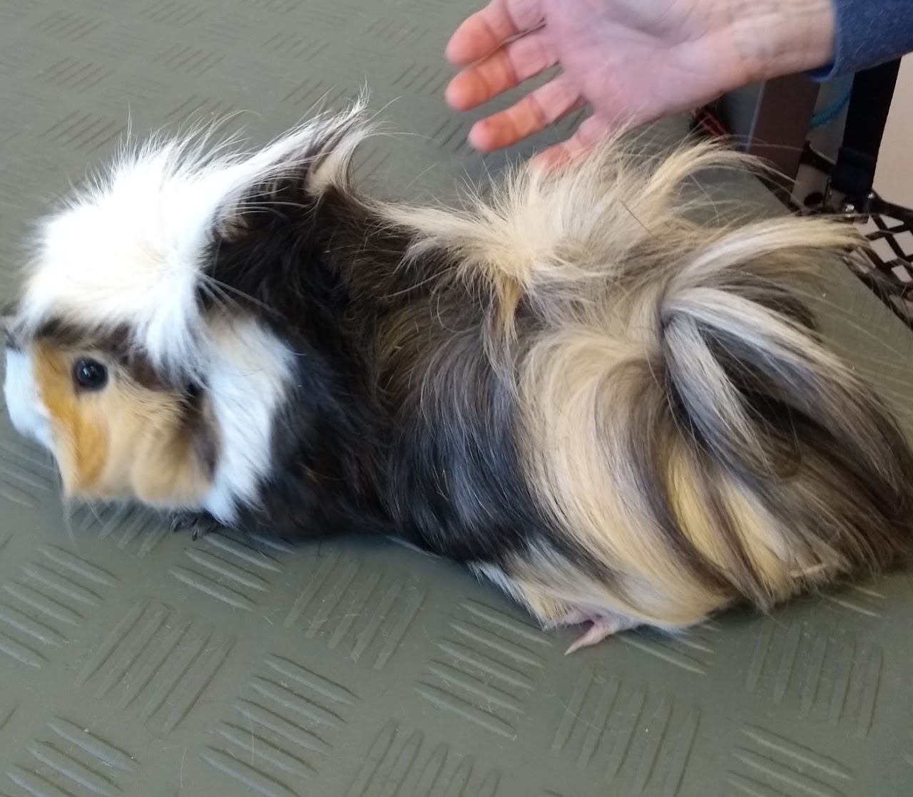 Guinea pig being groomed