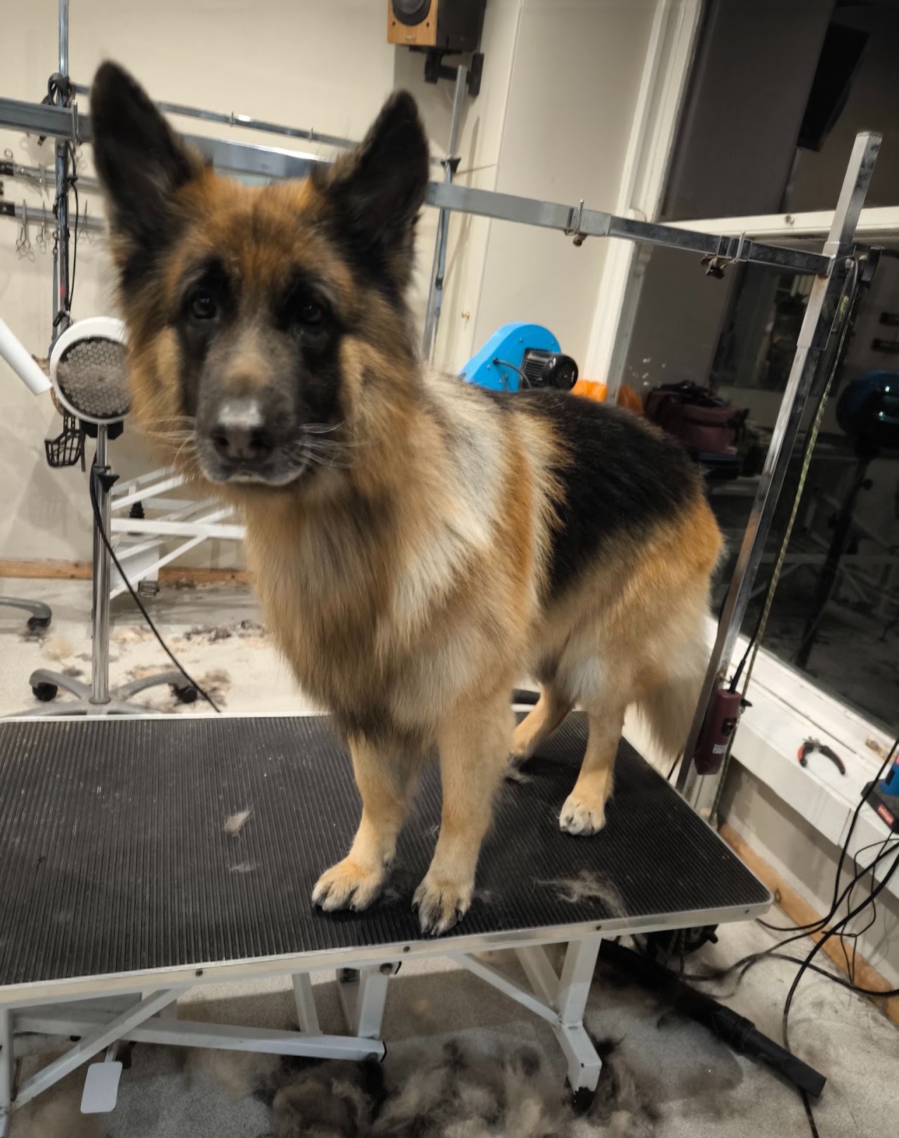 German Shepherd on the grooming table