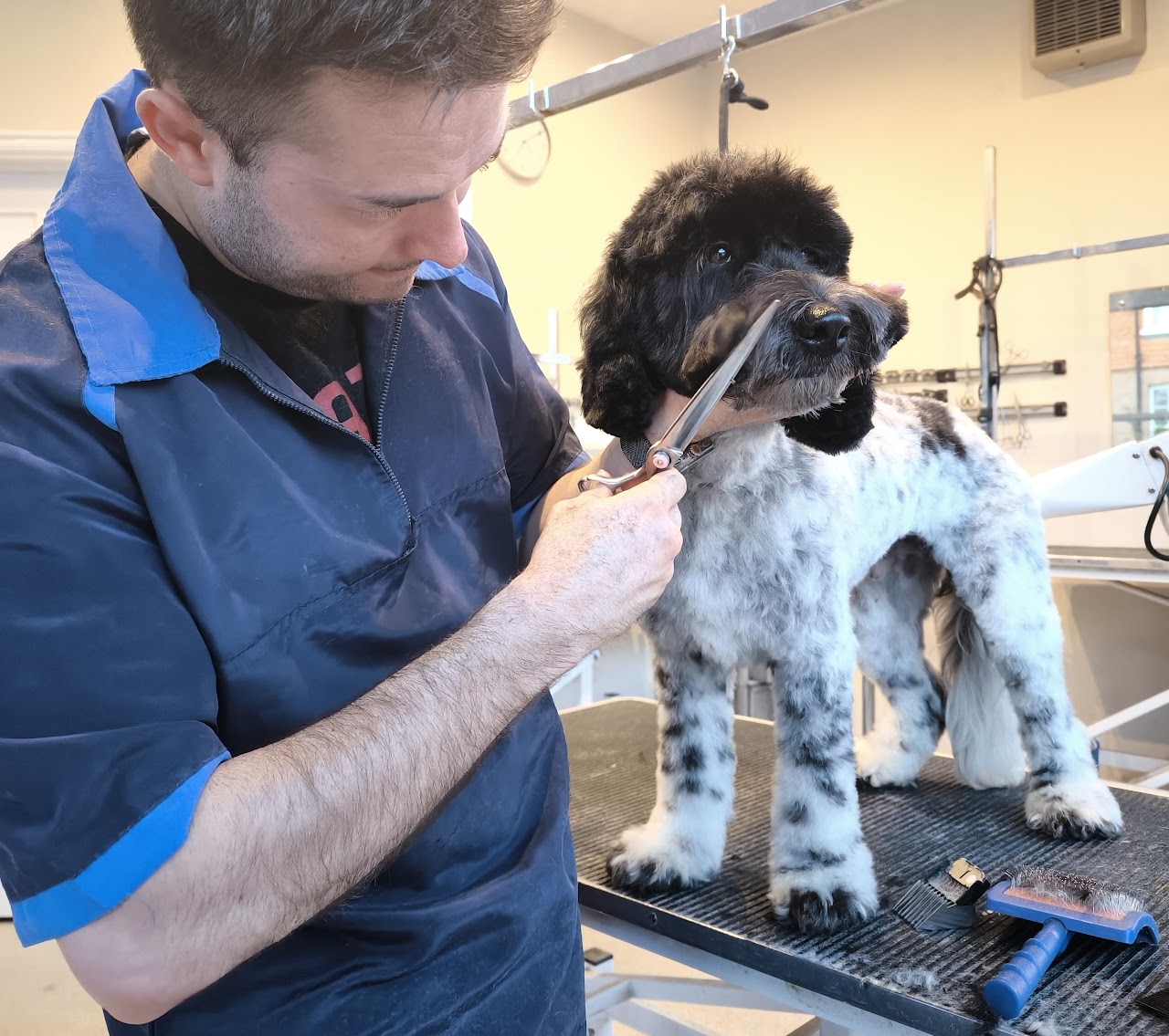 Tim scissoring a poodle cross in the Eastbourne salon