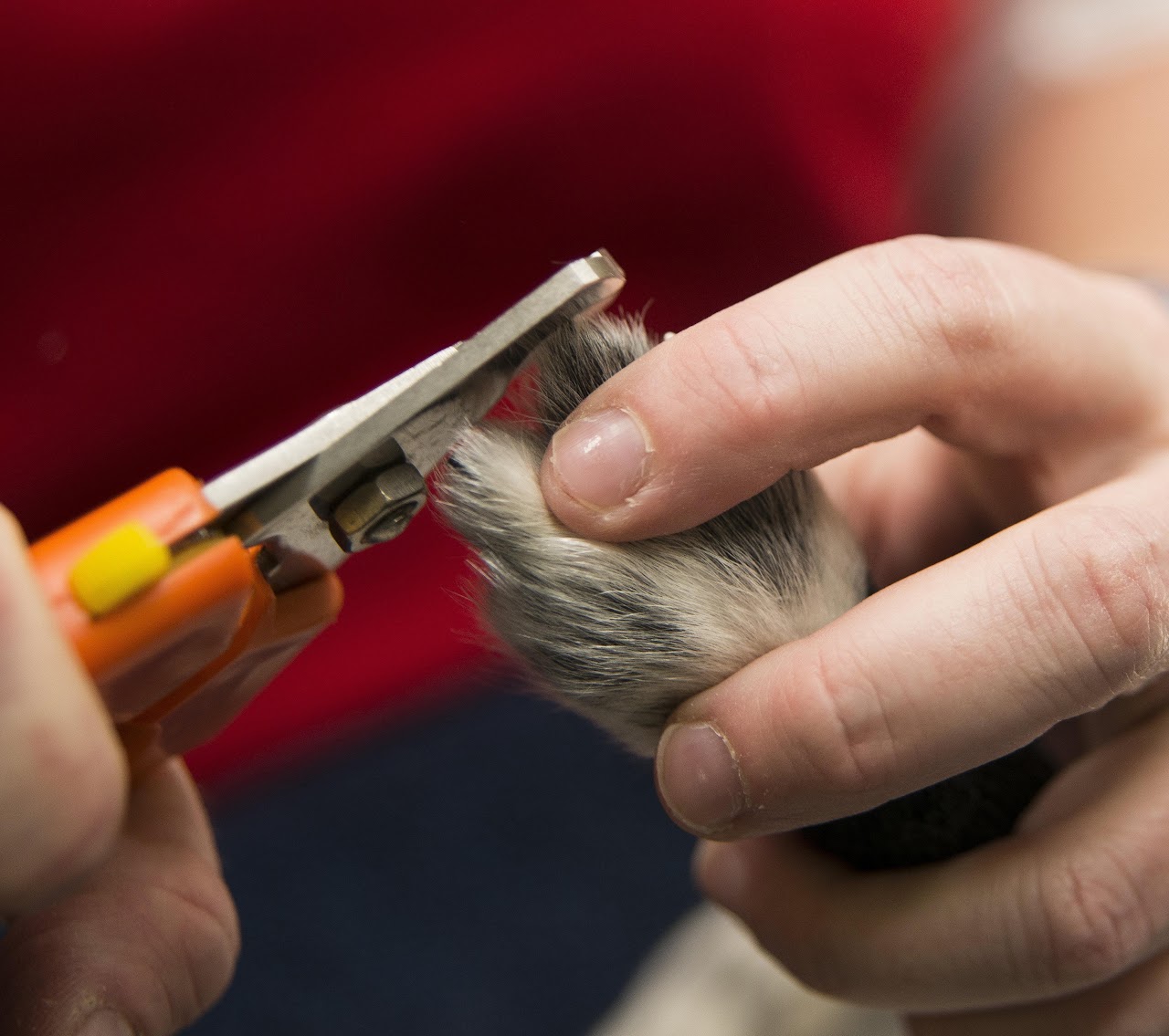 Close-up of a dog nail trim