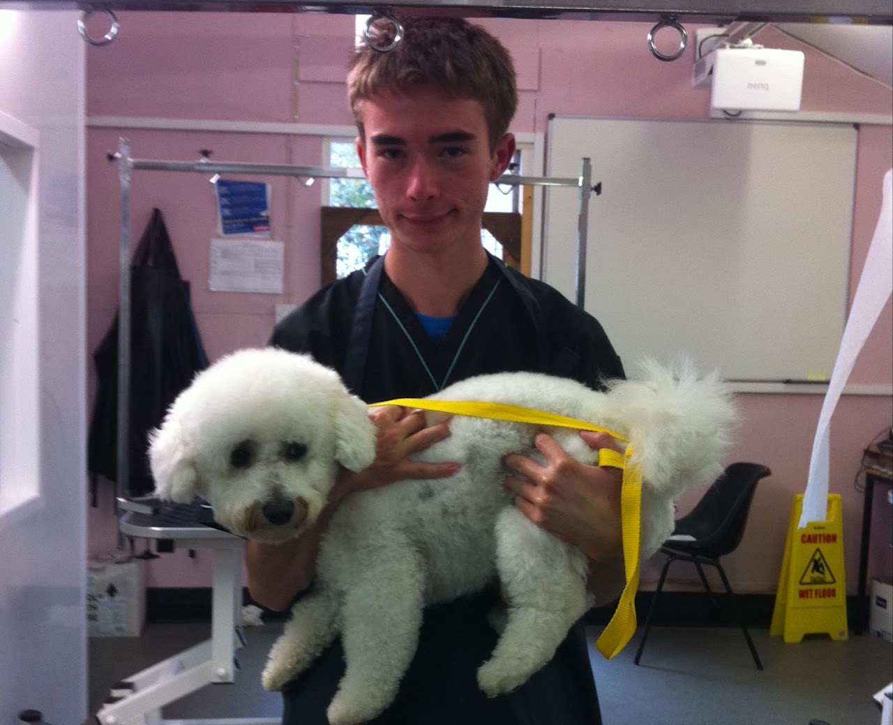 Tim grooming a Bichon Frise during his City and Guilds training