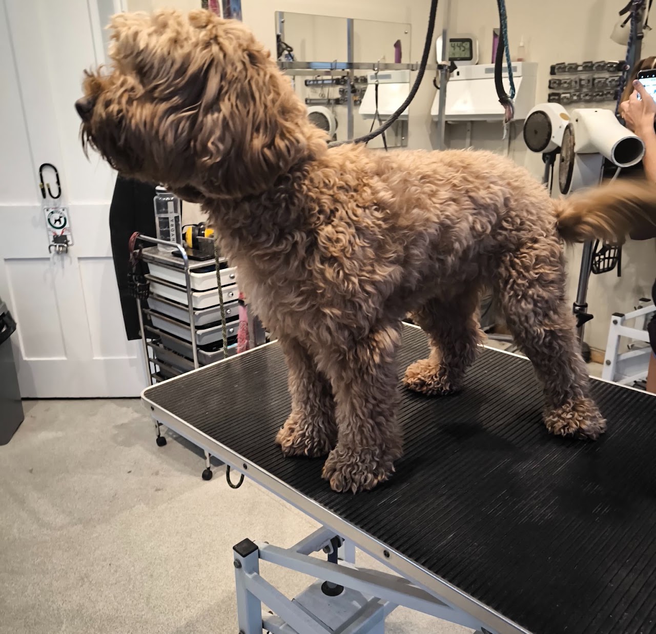 Cockapoo on the grooming table in Eastbourne