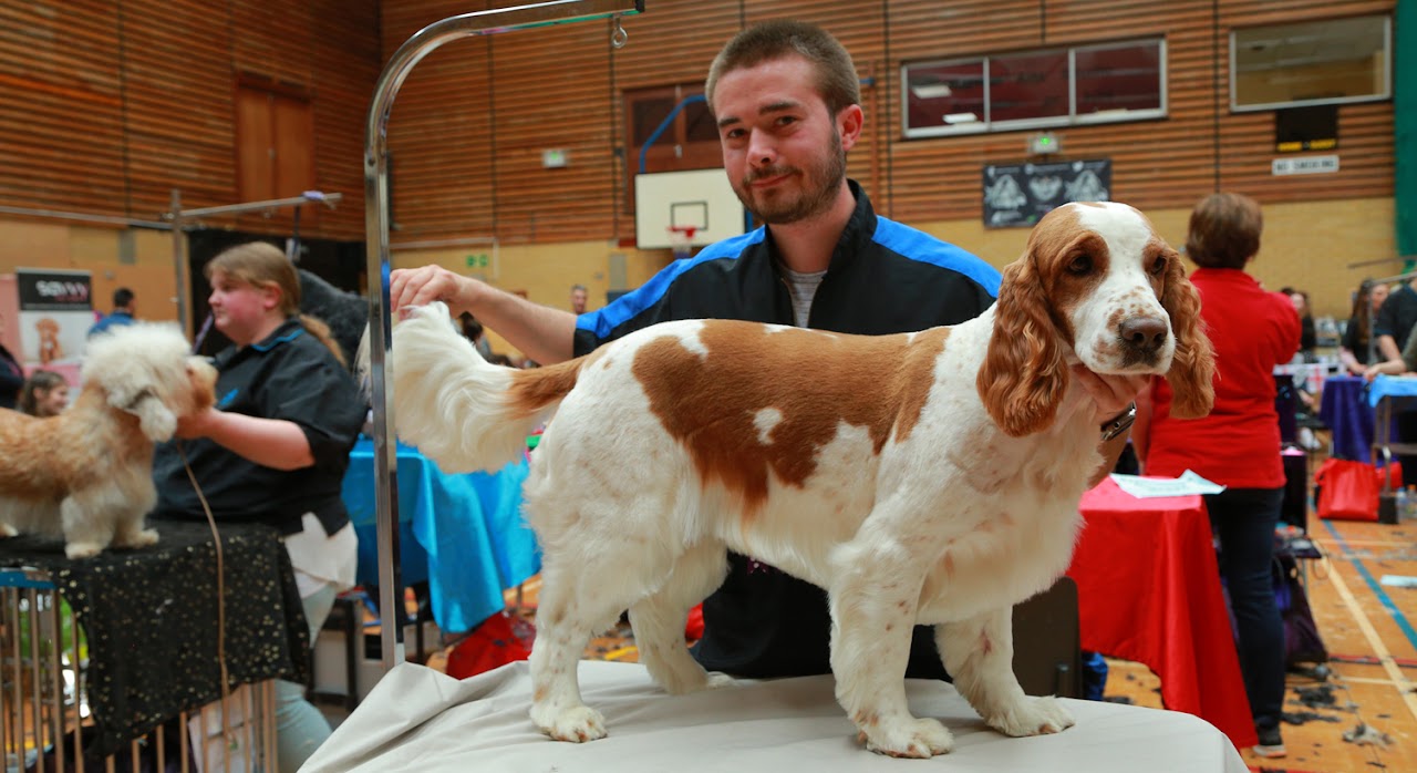 Tim with a Cavalier King Charles Spaniel in the competition hall