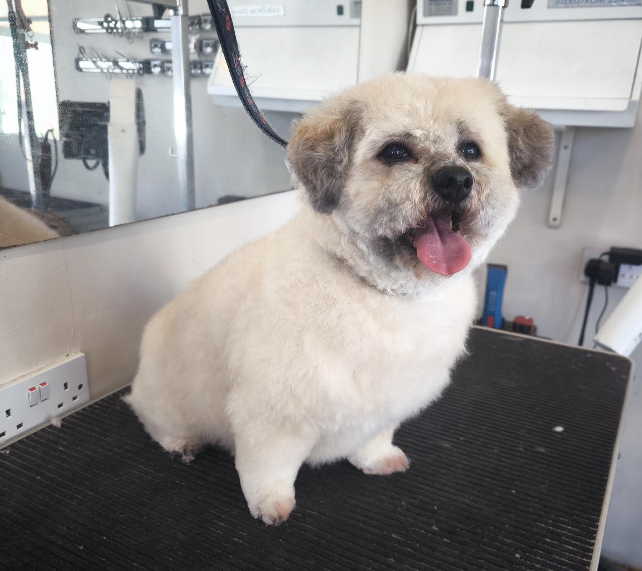 White dog after a full groom at the Eastbourne salon
