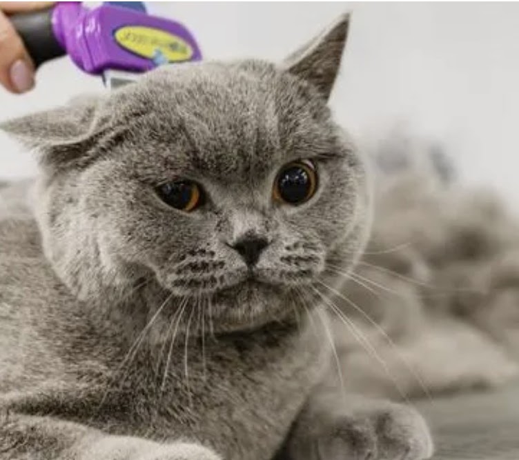 British Shorthair cat being groomed
